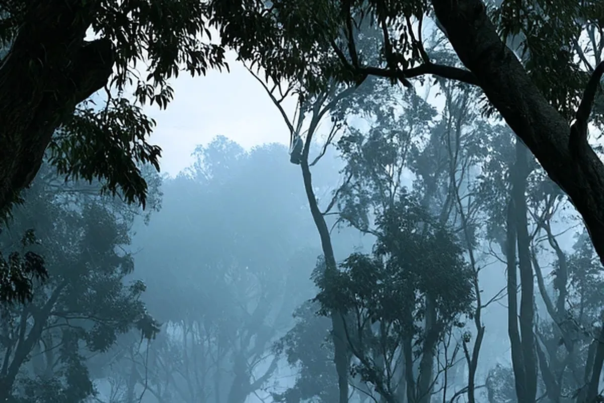 Tall pale tree trunks rising into mist and rain in a dark forest